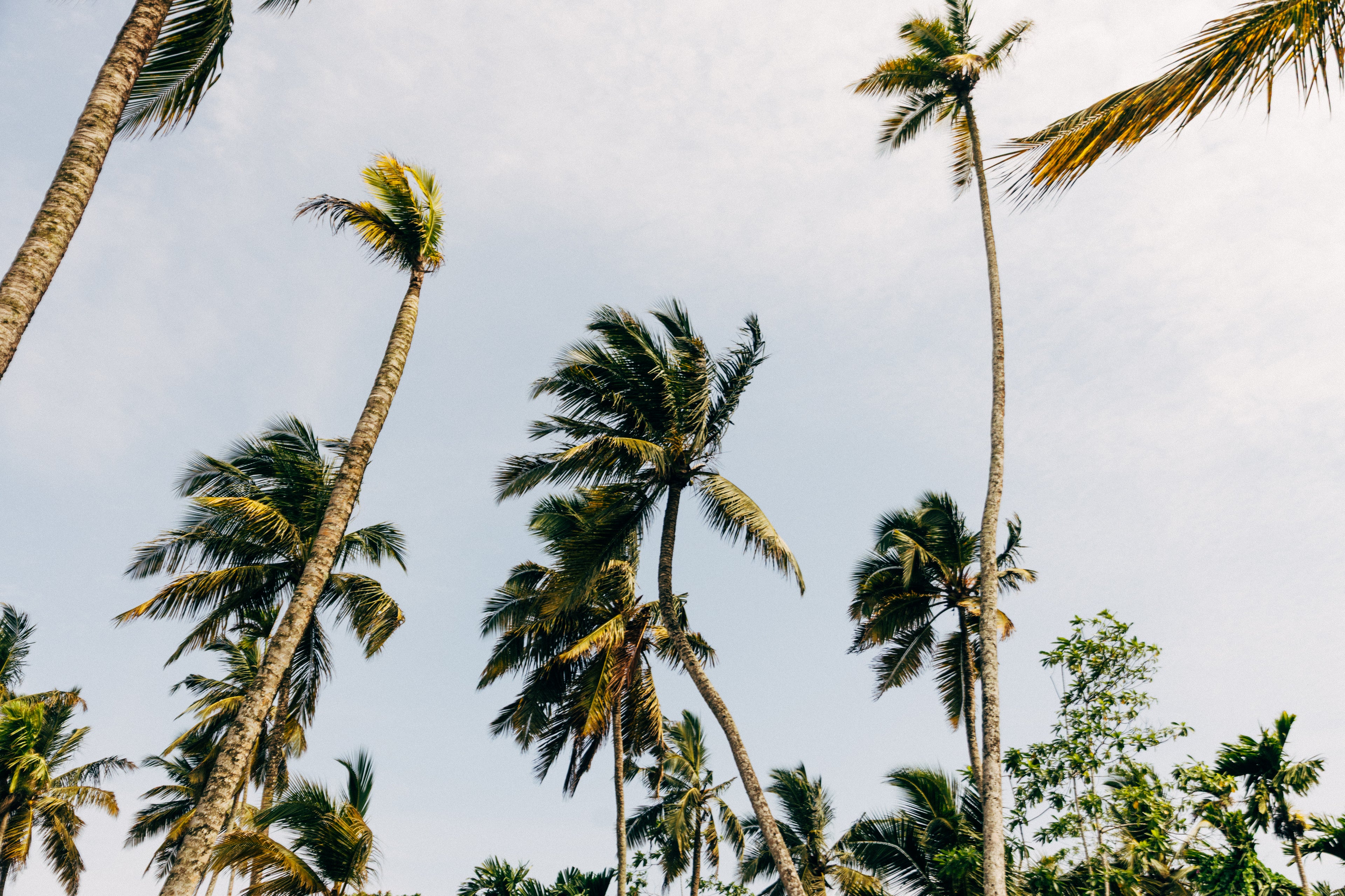 Palm trees against a clear sky in Sri Lanka.